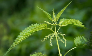 100 Stinging Nettle (Urtica Dioica) Seeds - Seed World