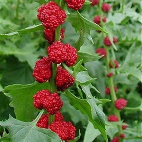 50 Strawberry Spinach | Chenopodium Capitatum Seeds - Seed World