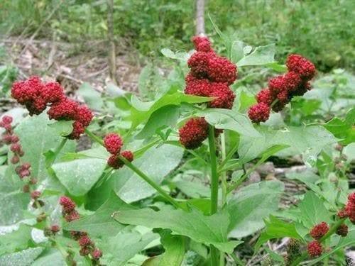 50 Strawberry Spinach | Chenopodium Capitatum Seeds - Seed World