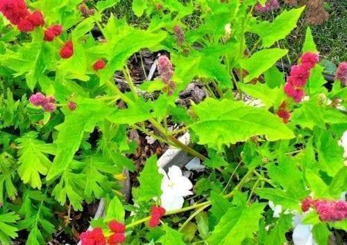 50 Strawberry Spinach | Chenopodium Capitatum Seeds - Seed World