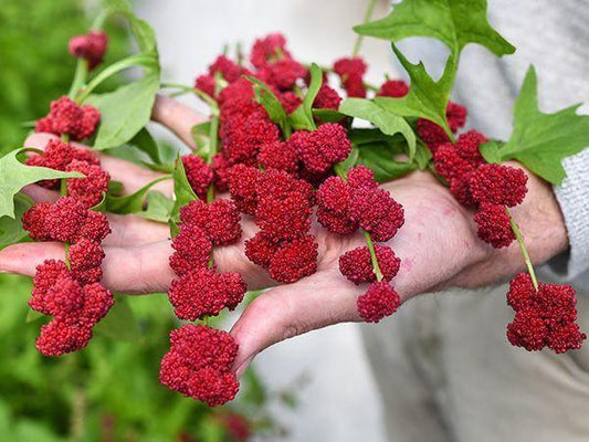 50 Strawberry Spinach | Chenopodium Capitatum Seeds - Seed World
