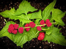50 Strawberry Spinach | Chenopodium Capitatum Seeds - Seed World