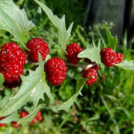100 Strawberry Spinach Stick Seeds - Seed World