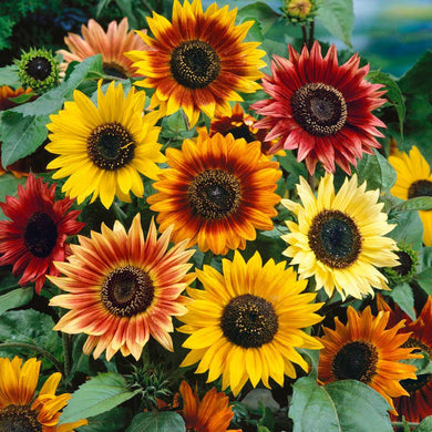 100 Sunflower Autumn Beauty (Helianthus Annuus) Seeds - Seed World