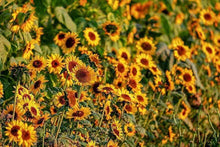 100 Sunflower Autumn Beauty (Helianthus Annuus) Seeds - Seed World
