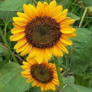 100 Sunflower - Dwarf Sunspot Seeds - Seed World