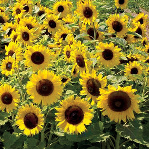 100 Sunflower - Dwarf Sunspot Seeds - Seed World