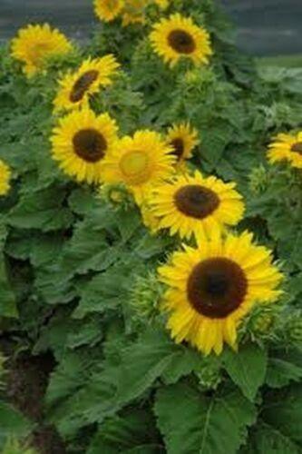 100 Sunflower - Dwarf Sunspot Seeds - Seed World