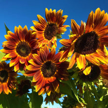 100 Sunflower Earthwalker Seeds - Seed World