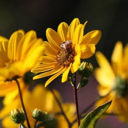 100 Swamp Sunflower Seeds - Seed World