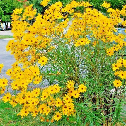 100 Swamp Sunflower Seeds - Seed World