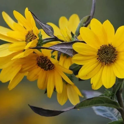 100 Swamp Sunflower Seeds - Seed World