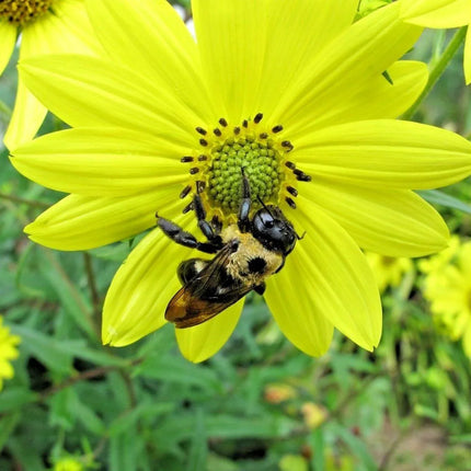 100 Swamp Sunflower Seeds - Seed World