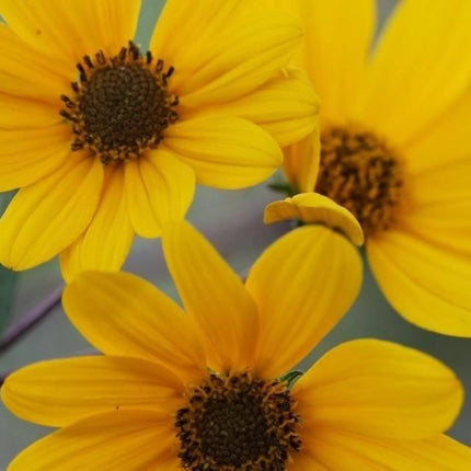 100 Swamp Sunflower Seeds - Seed World