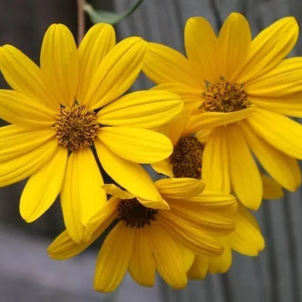 100 Swamp Sunflower Seeds - Seed World