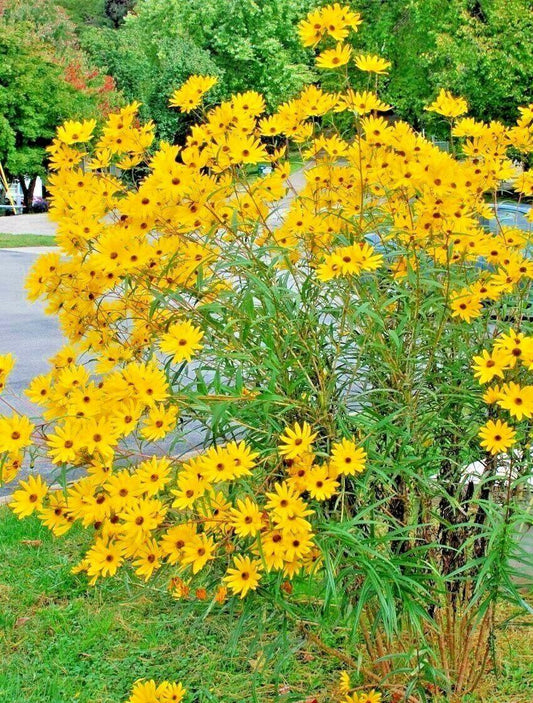 100 Swamp Sunflower Seeds - Seed World