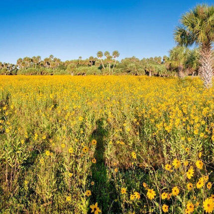 100 Swamp Sunflower Seeds - Seed World