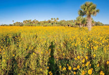 100 Swamp Sunflower Seeds - Seed World