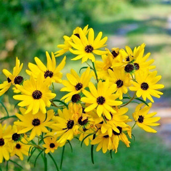 100 Swamp Sunflower Seeds - Seed World