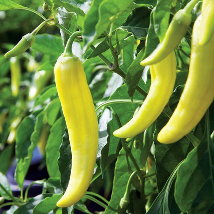100 Sweet Banana Pepper Seeds - Seed World