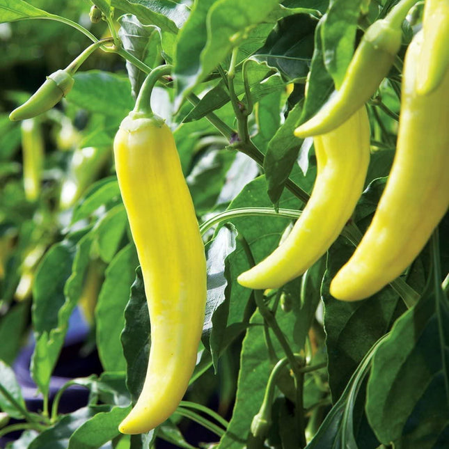 100 Sweet Banana Pepper Seeds - Seed World
