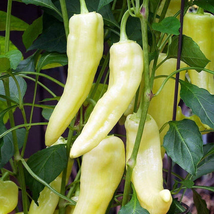 100 Sweet Banana Pepper Seeds - Seed World