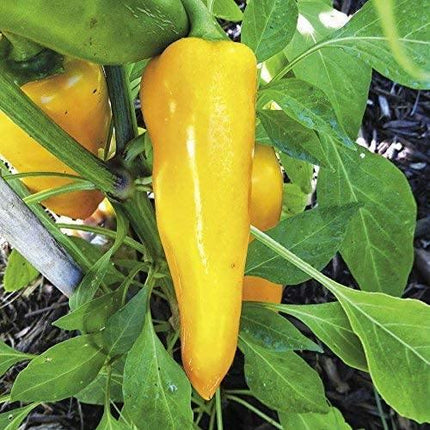 100 Sweet Banana Pepper Seeds - Seed World