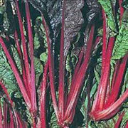 100 Swiss Chard Seeds - Seed World