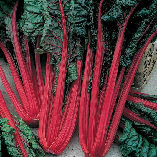 100 Swiss Chard Seeds - Seed World