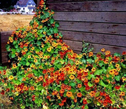 100 Tall Trailing Mix Nasturtium Seeds - Seed World