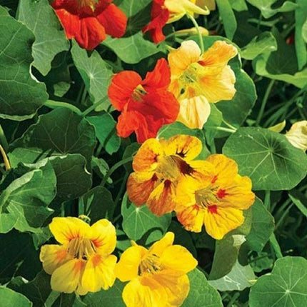 100 Tall Trailing Mix Nasturtium Seeds - Seed World