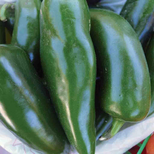 100 Tam Jalapeno Pepper Seeds - Seed World