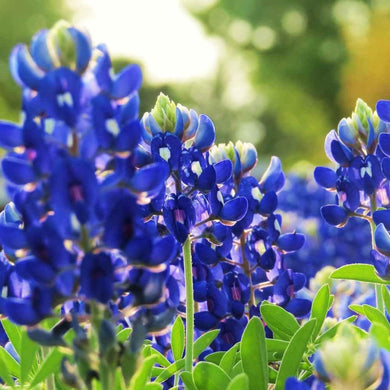 100 Texas Bluebonnet Seeds - Seed World