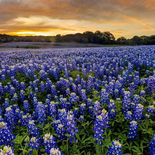 100 Texas Bluebonnet Seeds - Seed World