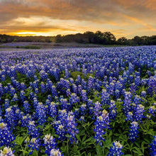 100 Texas Bluebonnet Seeds - Seed World