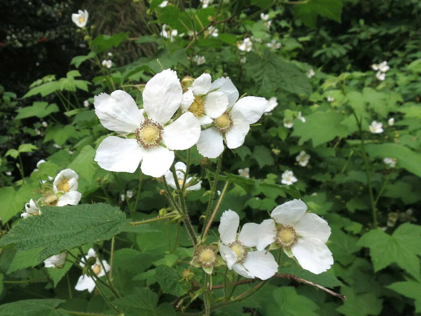 100 Thimbleberry Seeds (Rubus Parviflorus) Seeds - Seed World