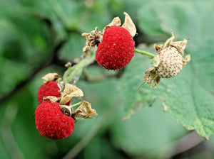 100 Thimbleberry Seeds (Rubus Parviflorus) Seeds - Seed World