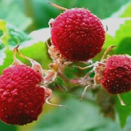 100 Thimbleberry Seeds (Rubus Parviflorus) Seeds - Seed World