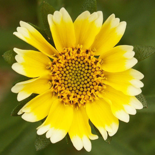100 TIDY TIPS Seeds - Seed World