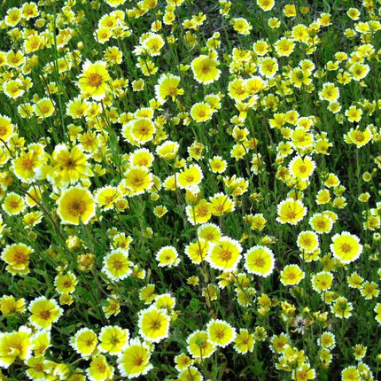 100 TIDY TIPS Seeds - Seed World