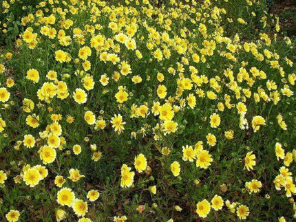 100 TIDY TIPS Seeds - Seed World