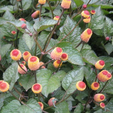 100 Toothache - Eyeball Plant Seeds - Seed World