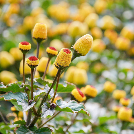 100 Toothache - Eyeball Plant Seeds - Seed World