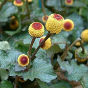 100 Toothache - Eyeball Plant (Spilanthes Oleracea) Seeds - Seed World