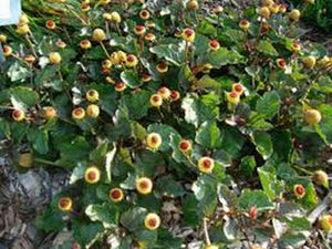 100 Toothache - Eyeball Plant (Spilanthes Oleracea) Seeds - Seed World