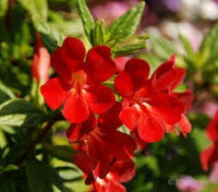 100 Twinkle Red Monkey Flower Mimulus Seeds - Seed World