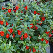100 Twinkle Red Monkey Flower Mimulus Seeds - Seed World