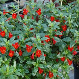 100 Twinkle Red Monkey Flower Mimulus Seeds - Seed World