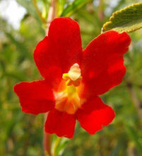 100 Twinkle Red Monkey Flower Mimulus Seeds - Seed World