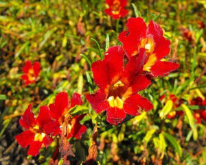 100 Twinkle Red Monkey Flower Mimulus Seeds - Seed World